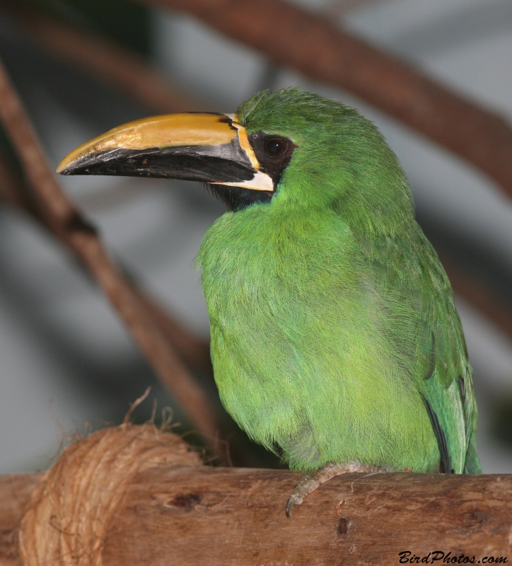 Araçari-De-Huallaga Em Cima de um Galho 