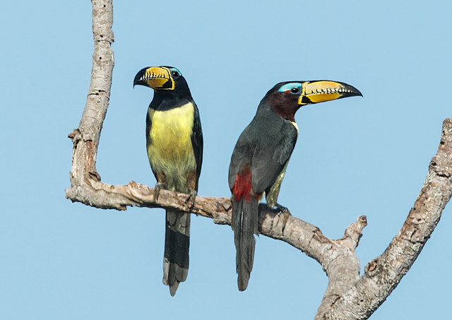 Araçari-Miudinho-De-Bico-Riscado