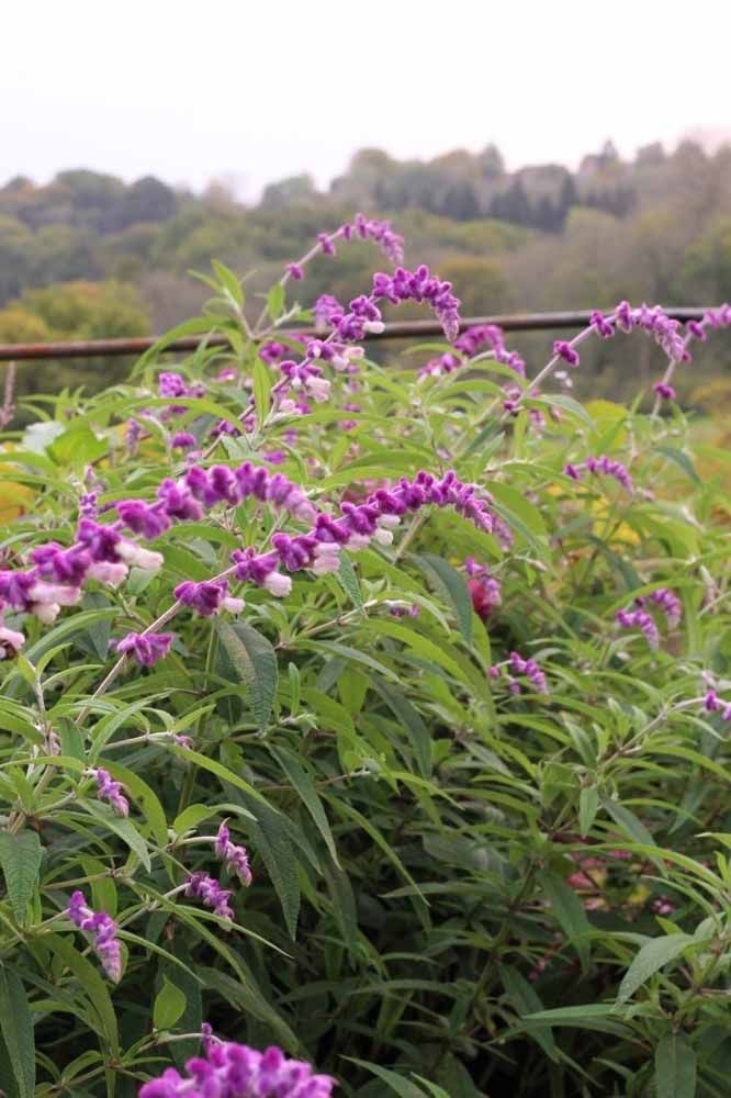 Arbustos de Asessippi Lilas
