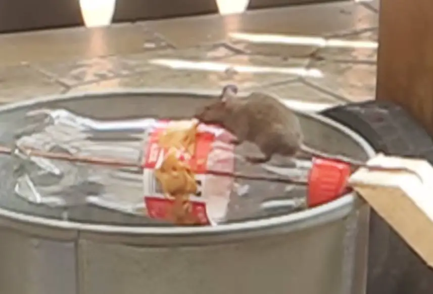 Armadilha para Ratos