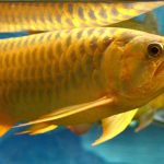 Peixe aruanã prateado adulto, escamas metálicas e corpo alongado, na Amazônia brasileira