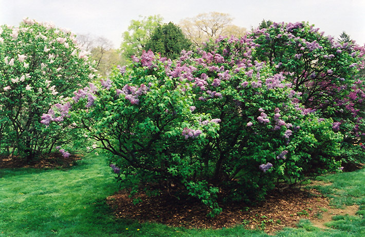 Asessippi Lilás no Jardim 