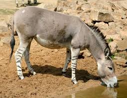 Asno Selvagem Africano: Características, Habitat e Fotos