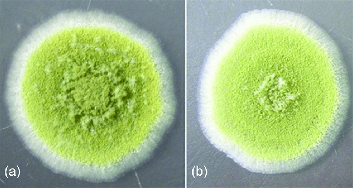 Aspergillus Flavus