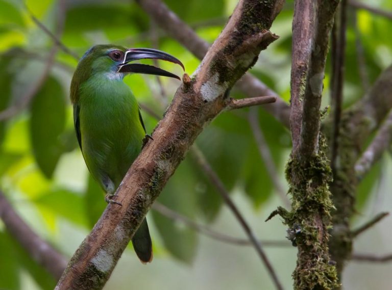 Aulacorhynchus Derbianus Osgoodi