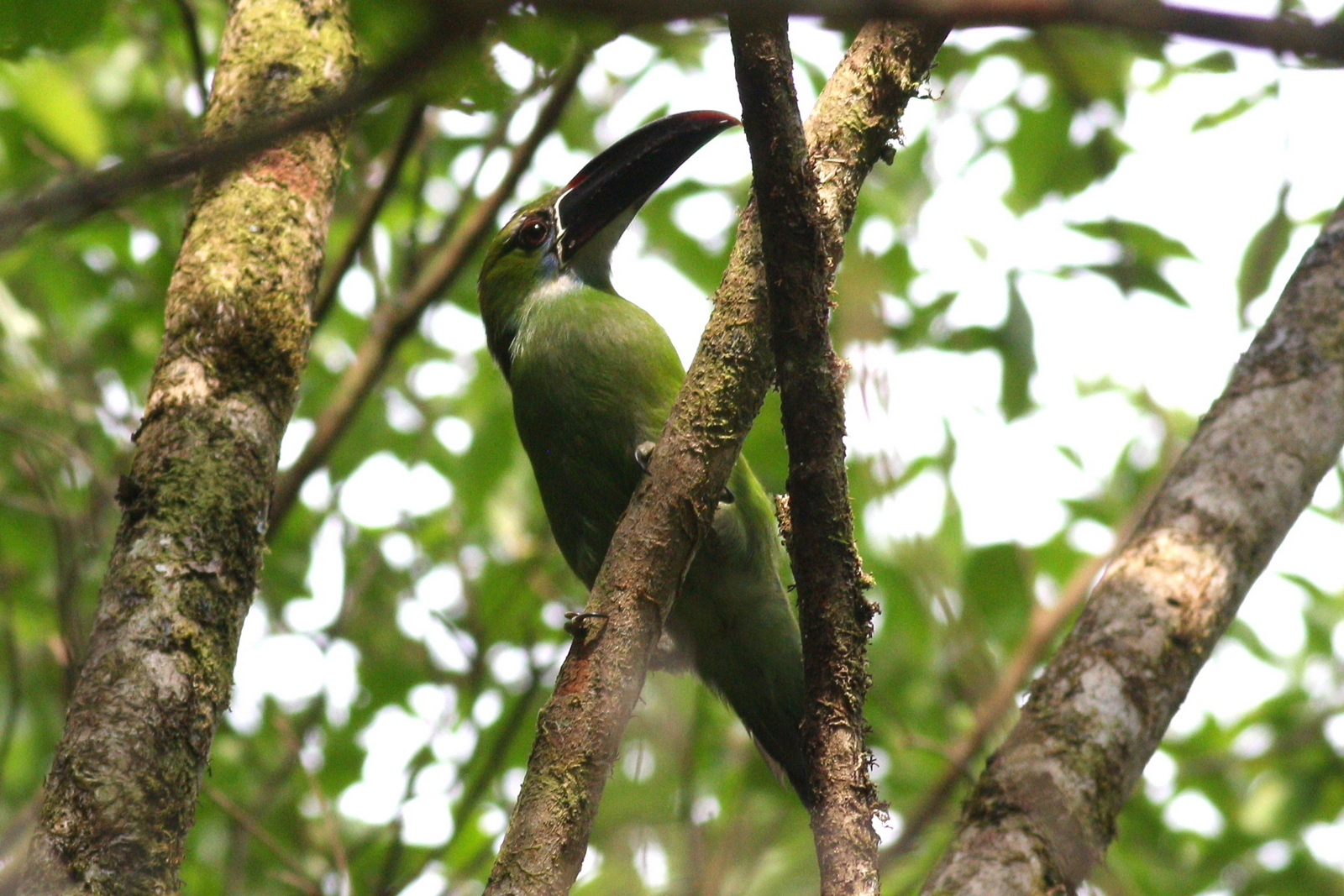 Aulacorhynchus Derbianus Whitelianus