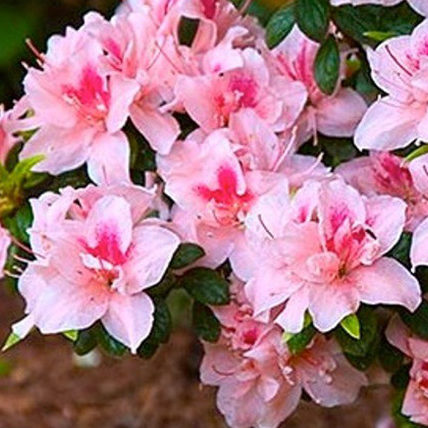  Azalea 