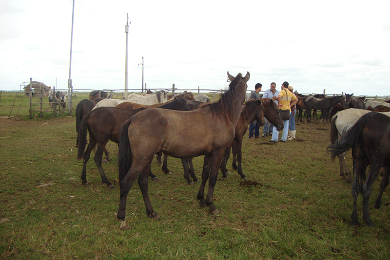 Baixadeiro