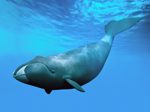 Baleia- da-Groelândia