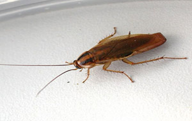 Barata Blatella