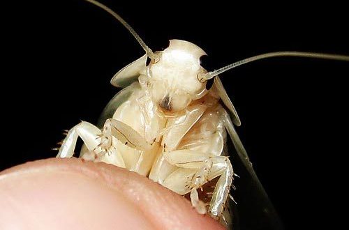 Existe Barata Branca ou Albina? É Verdade ou Mito? | Mundo Ecologia