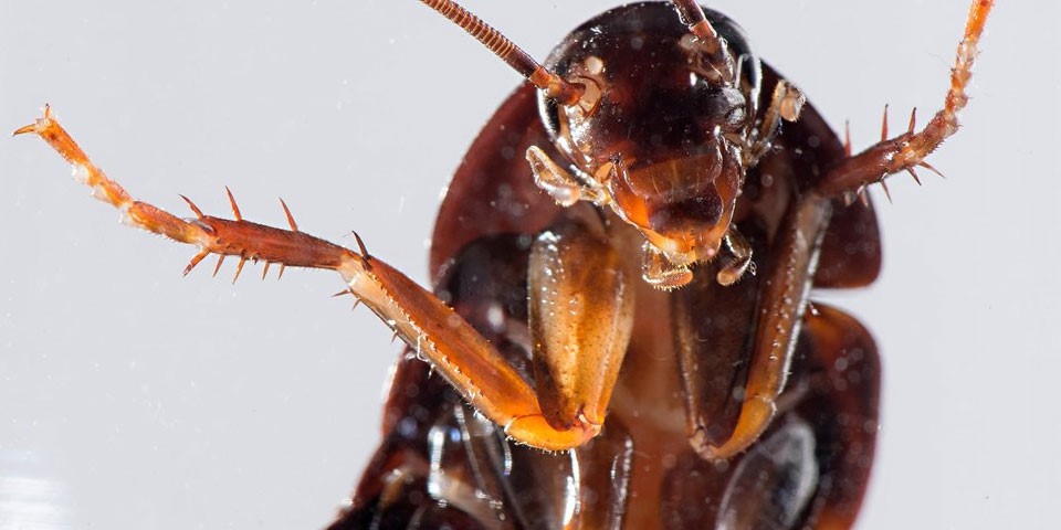 Barata Fotografada de Perto
