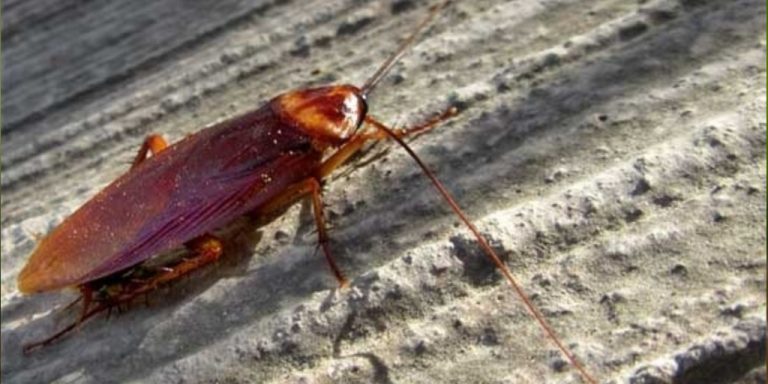 Barata-de-Faixa-Marrom: Características, Habitat e Fotos | Mundo Ecologia