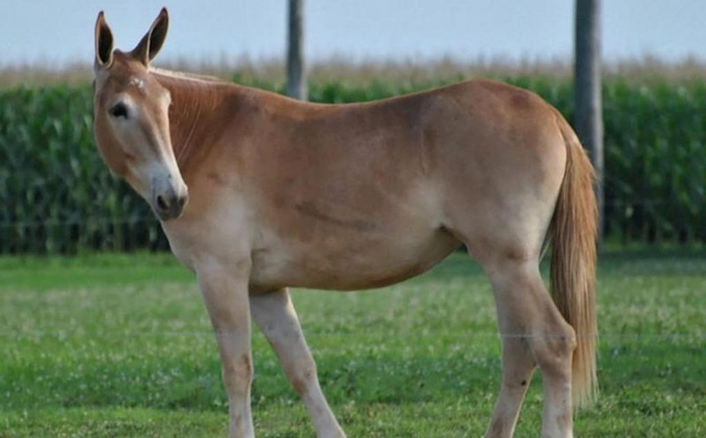 O Que Nasce do Cruzamento do Cavalo Com a Jumenta? | Mundo Ecologia