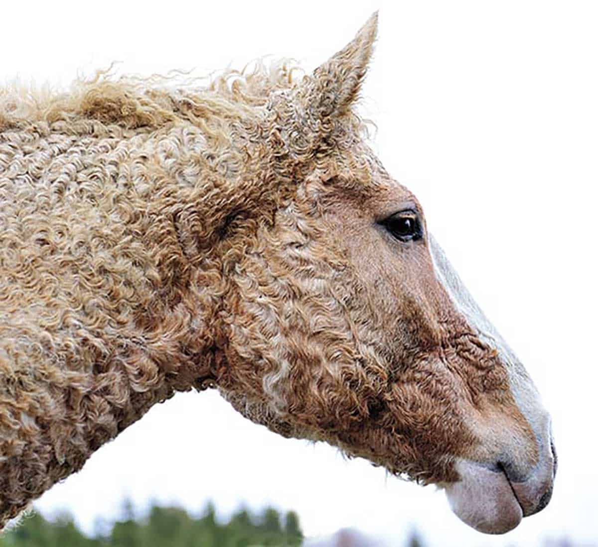 Bashkir Curly Horse