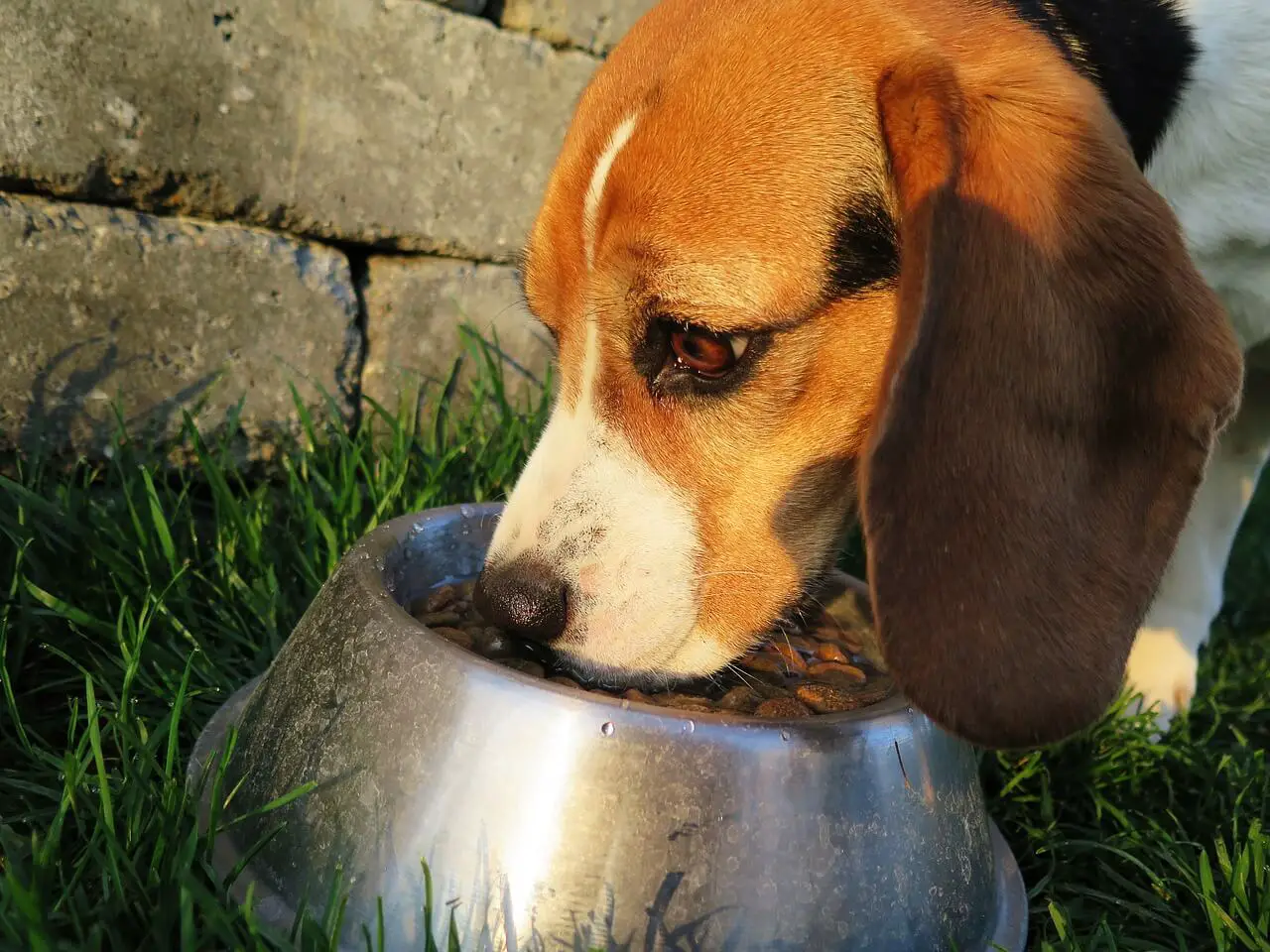 Beagle Comendo Ração 