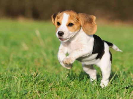 Beagle Correndo na Grama
