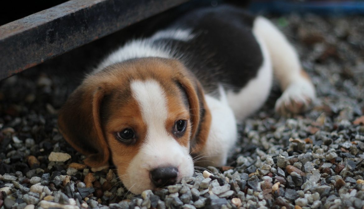 Beagle Deitado na Pedra