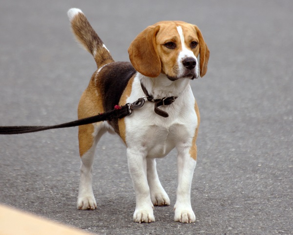 Beagle Passeando na Rua 