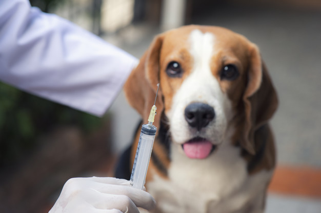 Beagle no Veterinário 