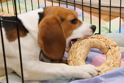 Beagle se Alimentando Com um Biscoito
