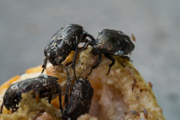 Besouros Comendo Fruta