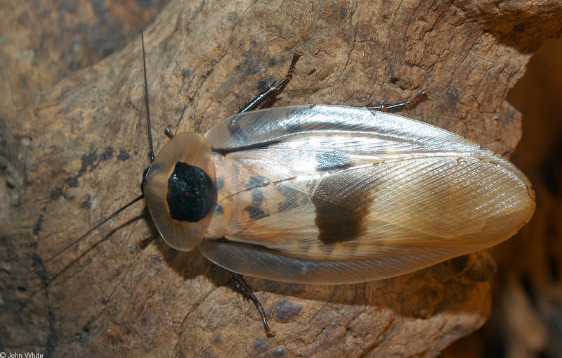 Blaberus Giganteus