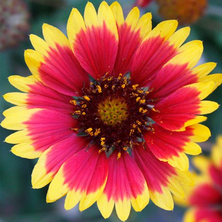 Blanket Flower