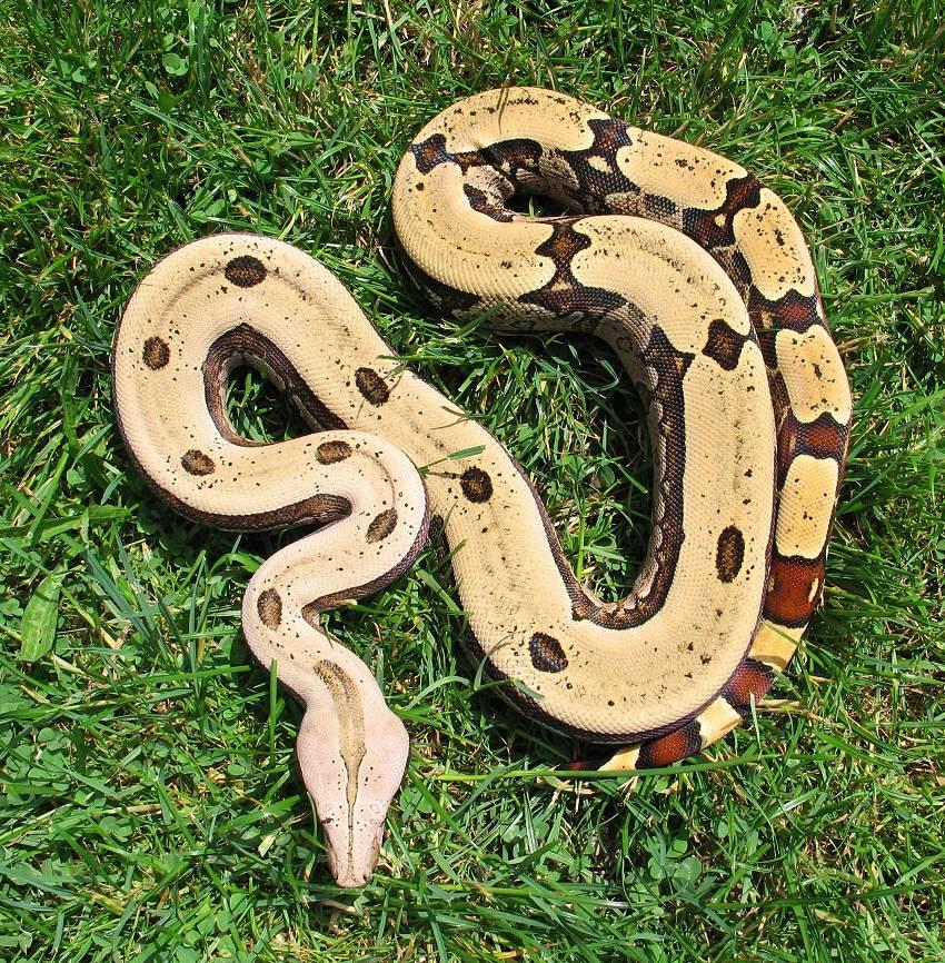 Boa Constrictor Amarali 