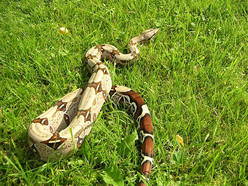 Boa Constrictor Constrictor 