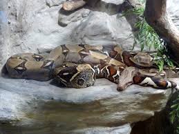 Boa Constrictor Mexicana 