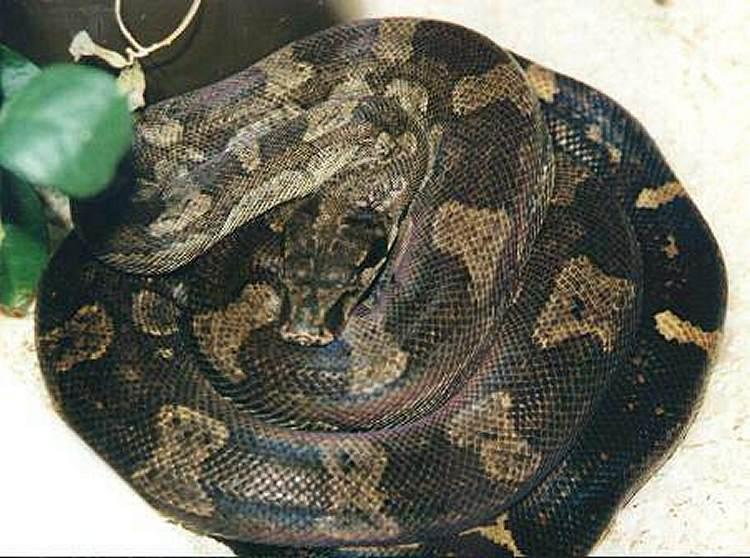 Boa Constrictor Nebulosa