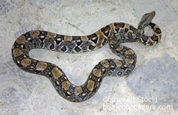 Boa Constrictor Orophias 