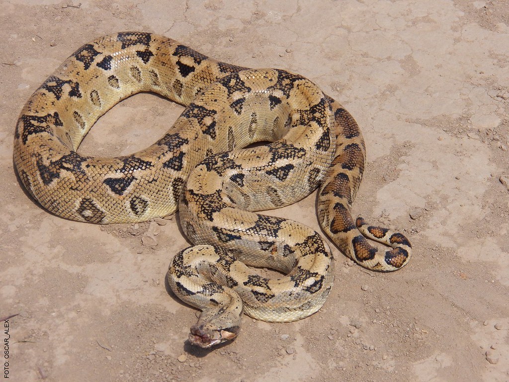 Boa Constrictor Ortonii