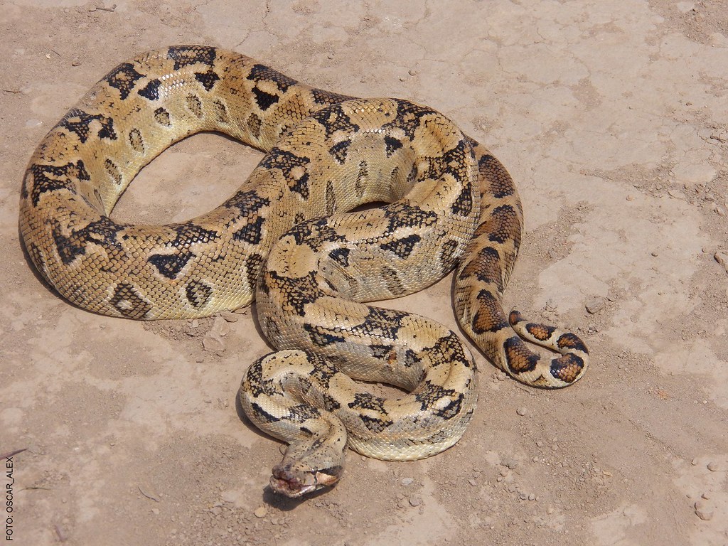 Boa Constrictor Ortonii 