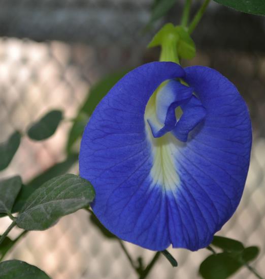 Botão de Ervilha Borboleta Azul