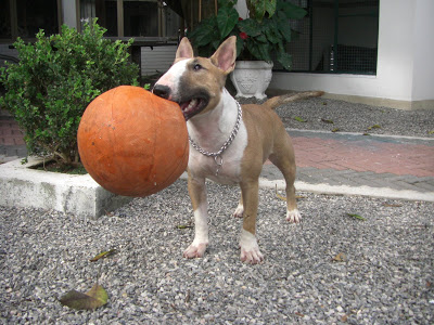 Bull Terrier Brincando Com Bola
