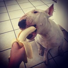 Bull Terrier Comendo Banana