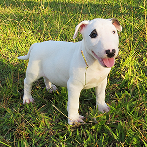 Bull Terrier Filhote