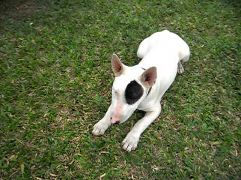 Bull Terrier Pirata Deitado na Grama