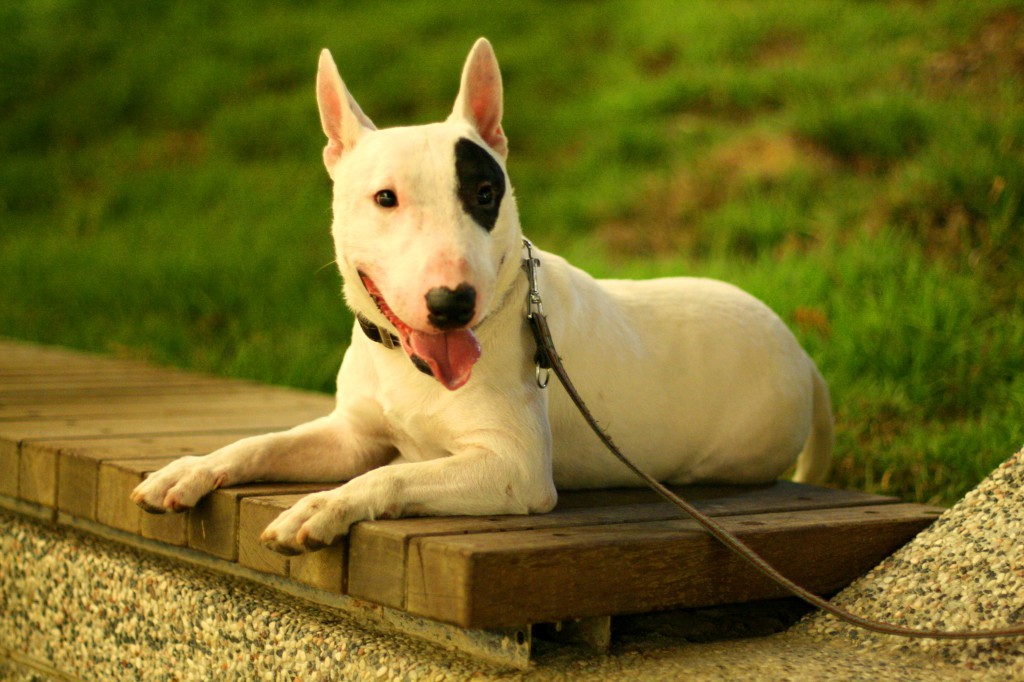 Bull Terrier Pirata na Coleira