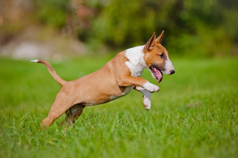 Bull Terrier Pulando na Grama