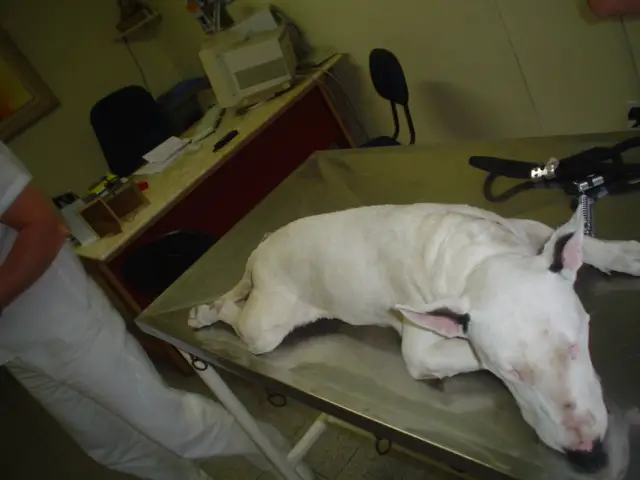 Bull Terrier no Veterinário 