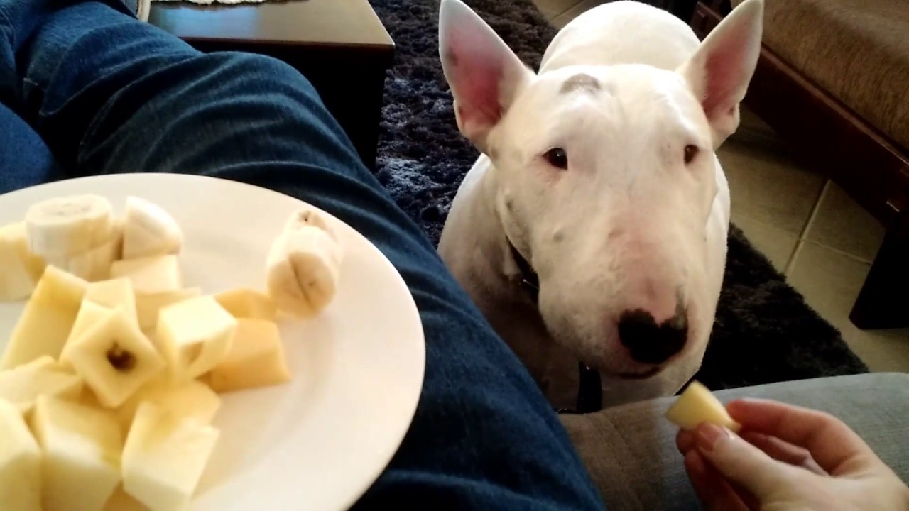 Bull Terrier se Alimentando 