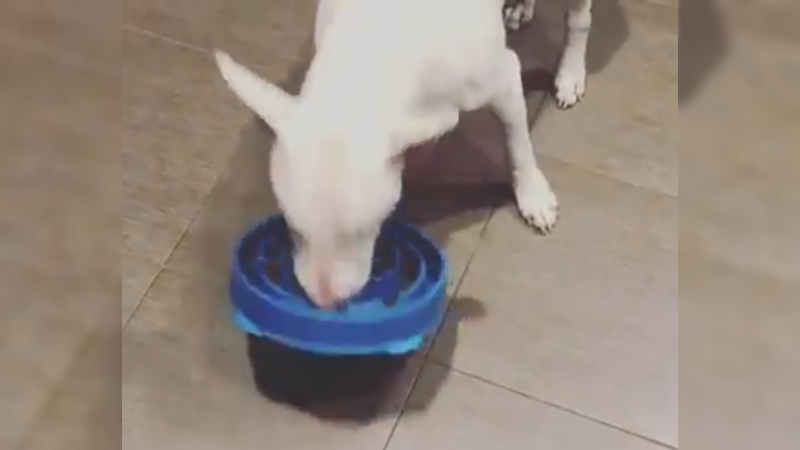 Bull Terrier se Alimentando 