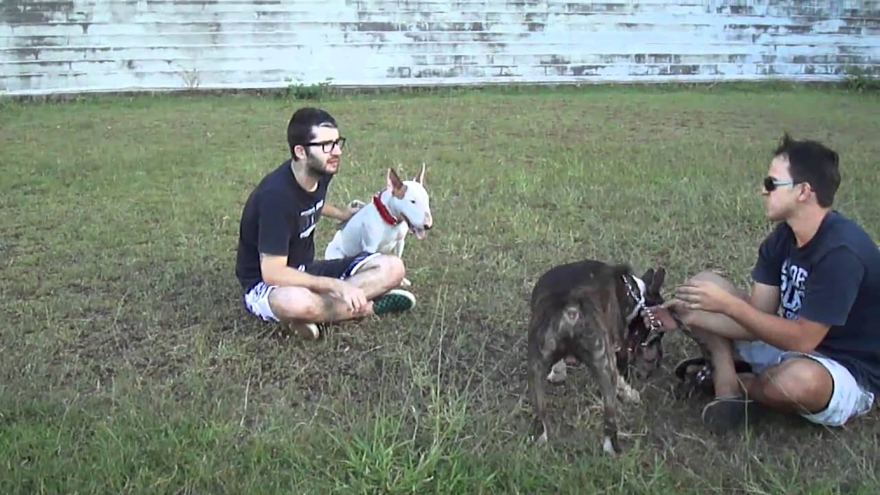 Bull Terriers com seus Donos