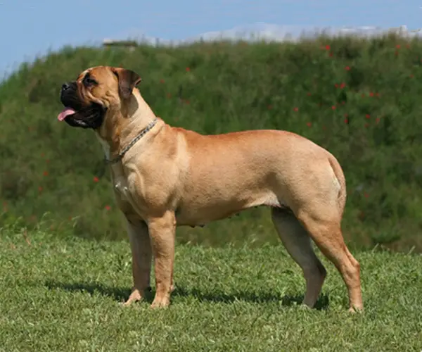Bullmastiff - Cachorro de Guarda