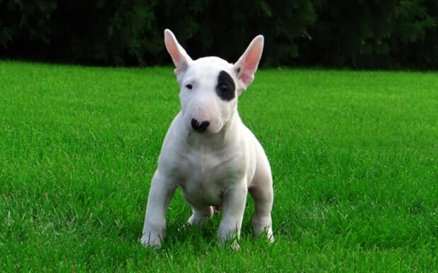 Bullterrier