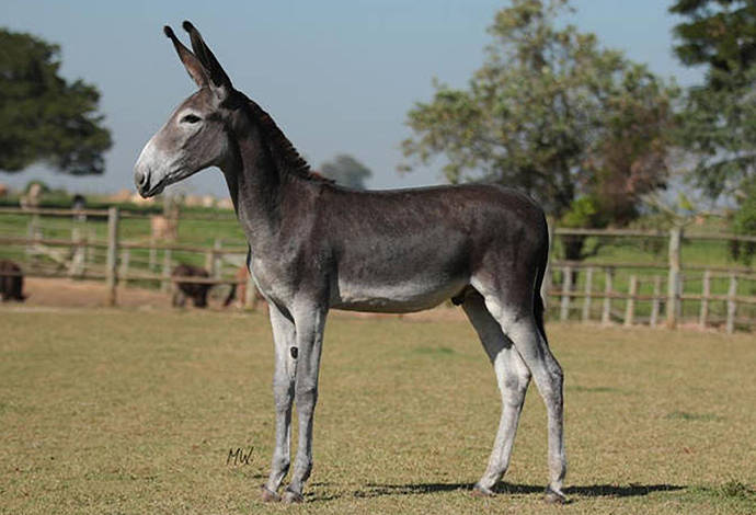 Burro Húngaro