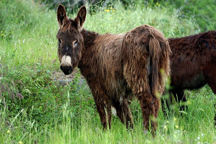 Burro Ragusano